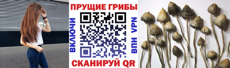 Псилоцибиновые грибы ЛСД  ссылка на мегу ссылка  Вихоревка 